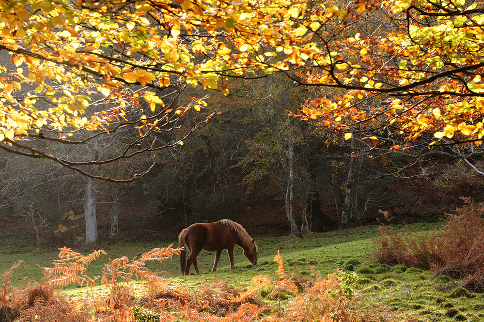 Autumn Autumn Pony, Bramshaw Wood